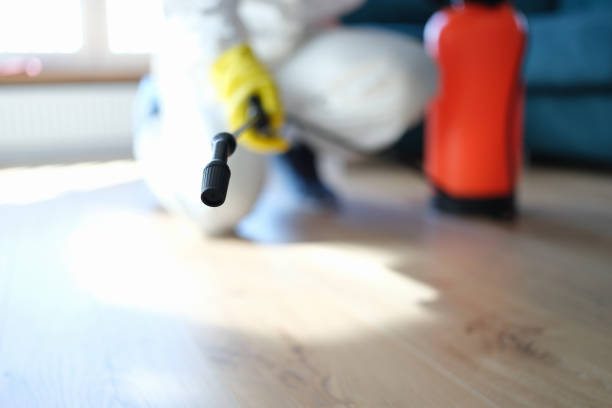 Best Basement Mold Removal  in Forty Fort, PA