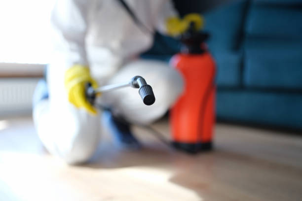 Trusted Forty Fort, PA Mold Removal Experts