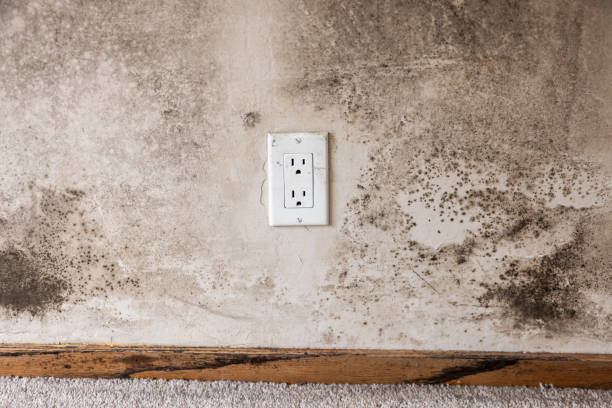 Best Mold Damage Restoration  in Forty Fort, PA