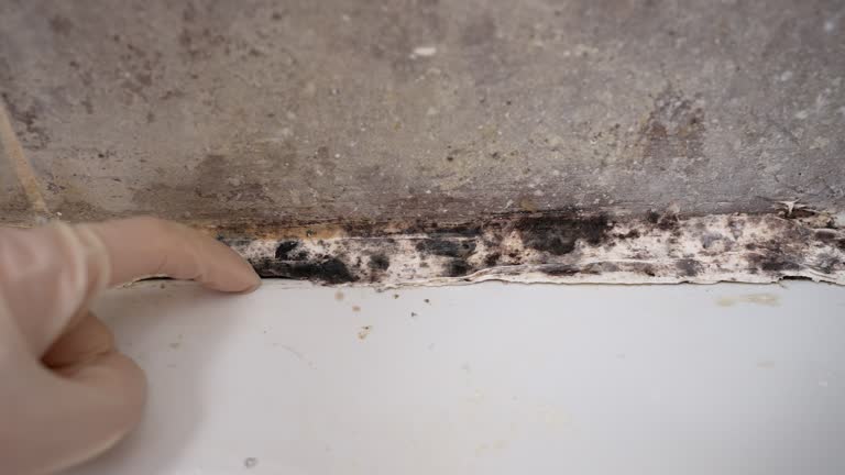 Mold Removal for HVAC Installations in Forty Fort, PA
