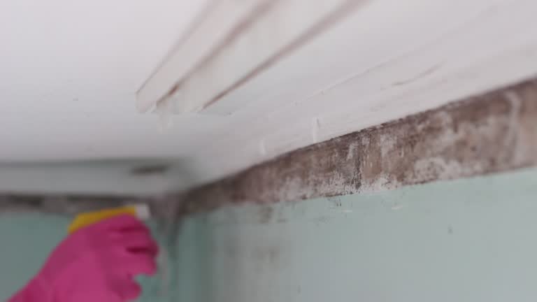 Best Residential Mold Inspection & Testing  in Forty Fort, PA